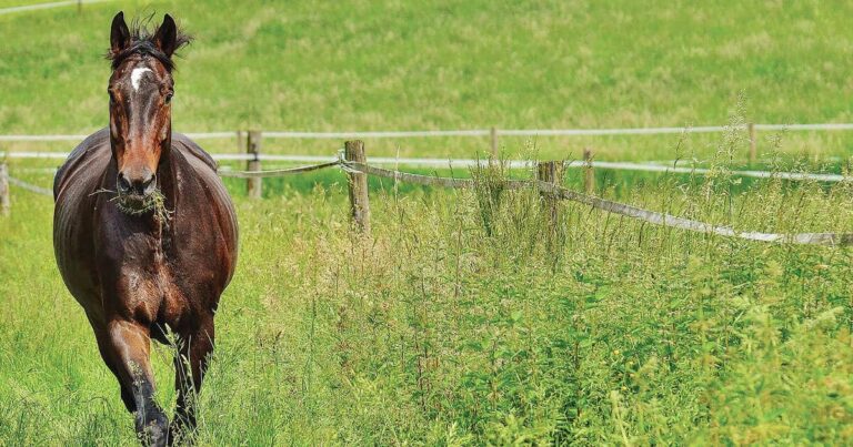 Biological Pasture Management: Part 2 Healthy Soils