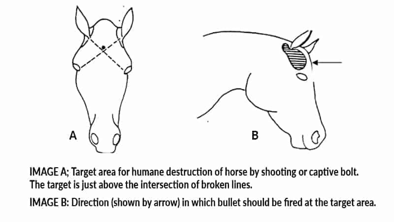 Where to shoot a horse. Horse euthanasia