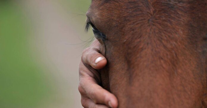 Horse owner responsibility end-of-life decisions. a hand holding horse's head. Showing horse's eye. horse euthanasia. end-of-life decisions