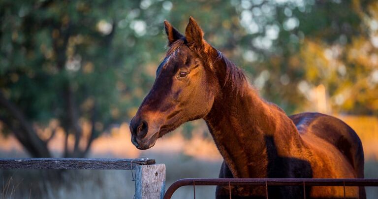 Caring for Senior Horses