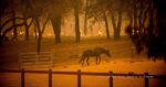 Risk Management Plan, Fires, Image of horse in paddock while fire rages in the backgroundPhoto Credit: Noah Berger, Special To The Chronicle