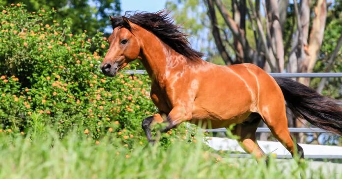 The Caspian Horse The Caspian Horse: A Caspian Horse running in paddock.