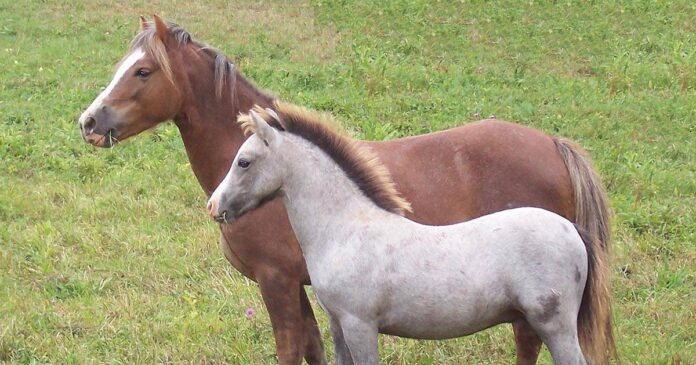 Managing horses in groups part 2 - weaning Managing horses in groups, weaning