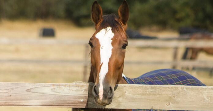 Andy at fence Horse at fence, fencing injuries and how to prevent them.