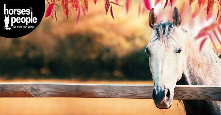 The Ultimate Guide to Choosing the Right Fence