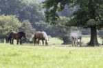 Holistic Management for Horse Properties