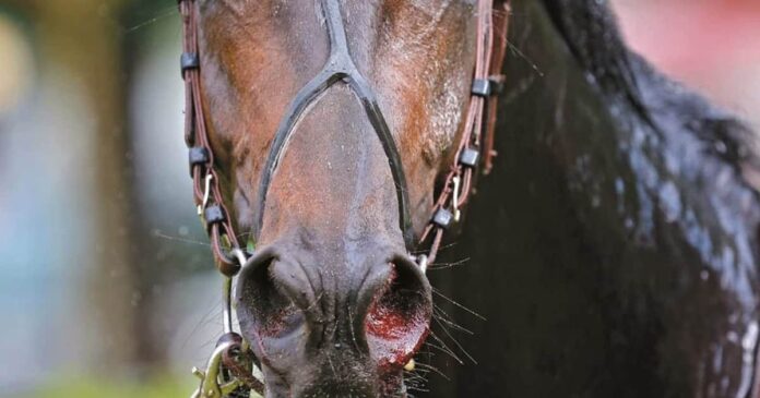 Bleeding EIPH online Close up of horse bleeding from nose. Exercise-induced Pulmonary Hemorrhage