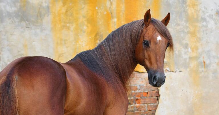 Monitoring Your Horse’s Condition