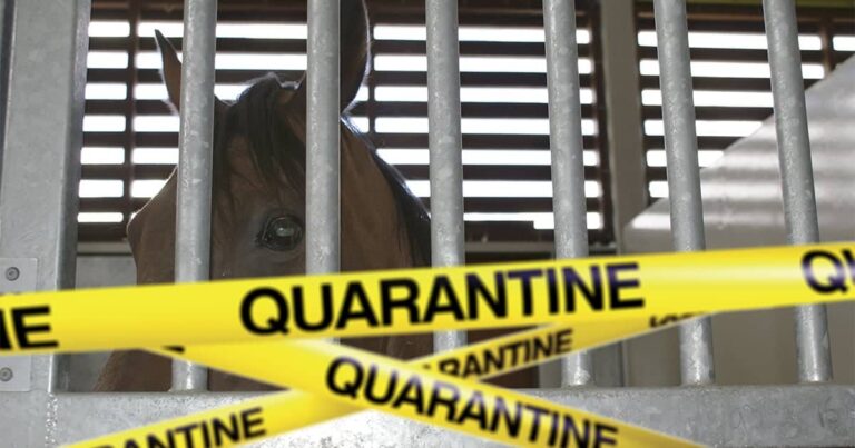 Biosecurity for Horse Owners