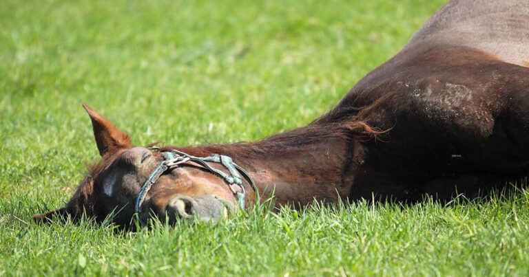 Sleep Deprivation in Horses