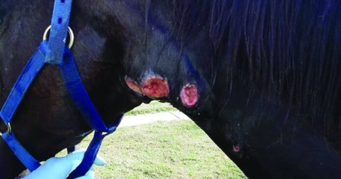 Strangles Horse with Strangles.