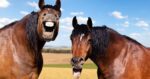 Two horses laughing. You're anthropomorphising