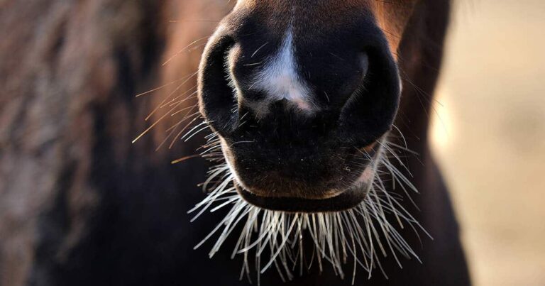 France bans the trimming of whiskers
