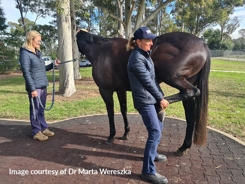 Flexion test by Dr Marta Wereszka