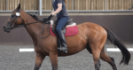 Bay horse being ridden. Ridden-horse ethogram
