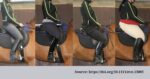 Comparing rider weight. Horse-rider weight.