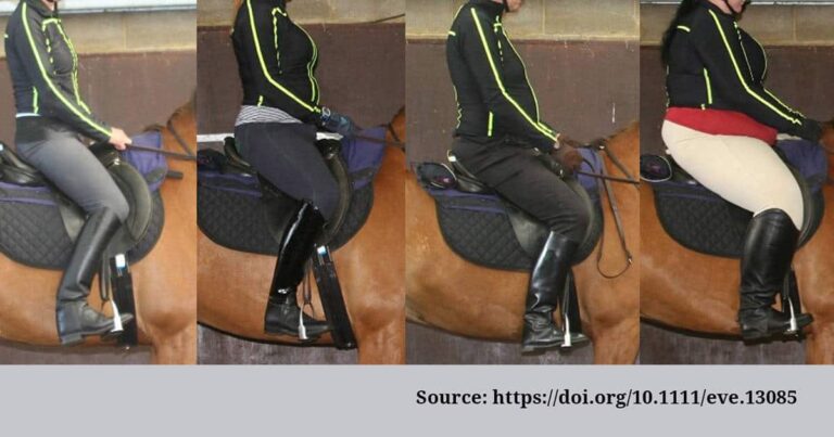 Horse-rider weight ratio pilot study: Results are in
