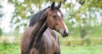 Bay horse in paddock, holistic goal. Understanding lumps bumps and swelling