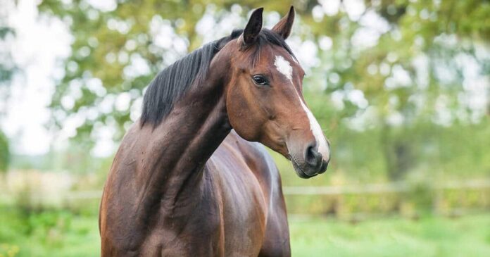 Bay horse in paddock, holistic goal. Understanding lumps bumps and swelling