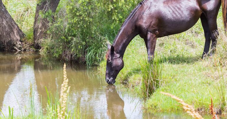 Building Resilience and Drought-proofing Your Horse Property