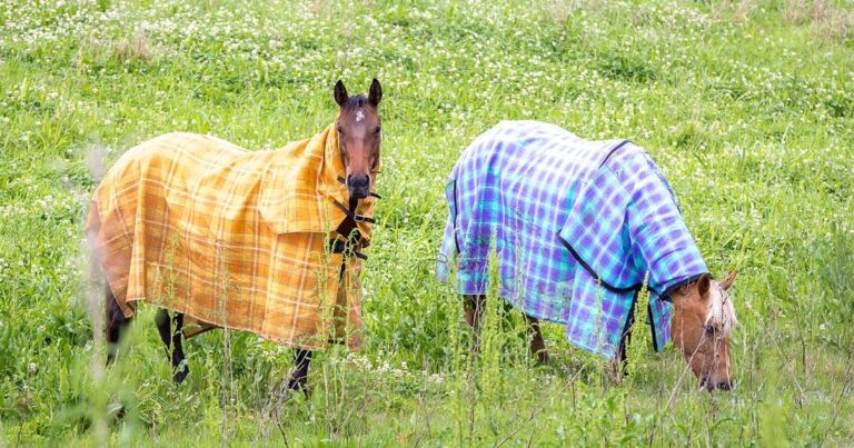Researchers Study the Effect of Different Rugs on Skin Temperature