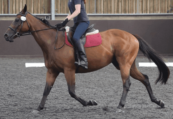Front of head (profile) is more than 30 degrees in front of the vertical; ears behind vertical for 5 seconds; intense stare; bit pulled through. Ridden-horse ethogram