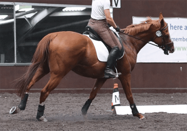 Head tilt, mouth open exposing teeth for 10 seconds, ears behind vertical for 5 seconds. Ridden-horse ethogram