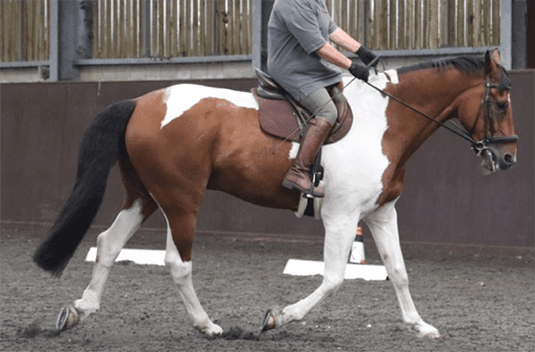 Ears behind vertical for  5 seconds; intense stare; mouth open exposing the teeth for 10 seconds; hindlimb toe drag. Ridden-horse ethogram