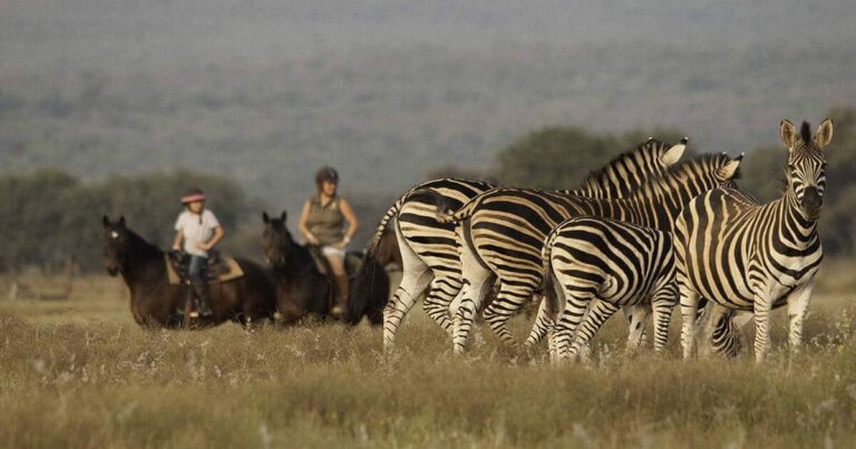 On Horse Safari