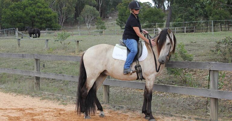 8 Reasons to Train Your Own Horse