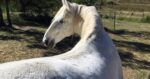 Grey horse without rug. When to rug your horse