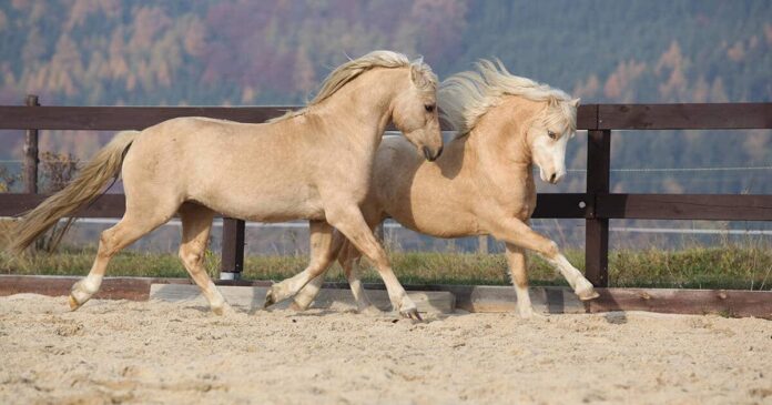 Ponies cantering Best Horse Practices, 2 Palomino horses in arena. Horse welfare