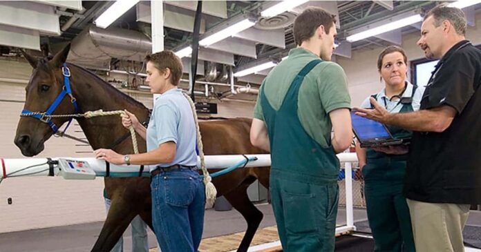 Treadmill Purdue Horse on treadmill. Diagnosing Mild Equine Asthma