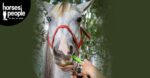 Grey horse with red halter being wormed with tube of worm paste. Horse worming guide