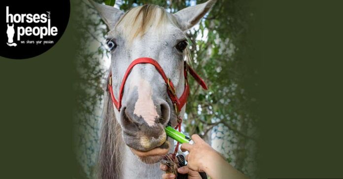 Worming Grey horse with red halter being wormed with tube of worm paste. Horse worming guide