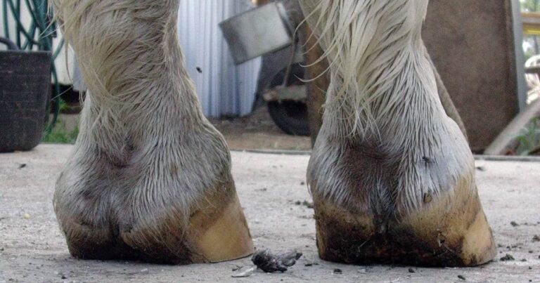No Foot, No Horse!