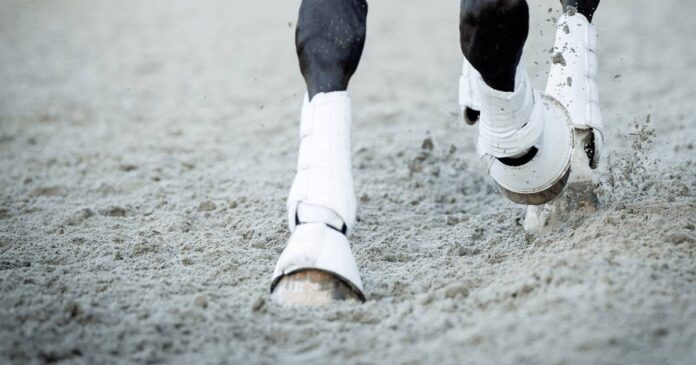 legboots Horse joints, ligaments, tendons, soundness, legboots, joint health