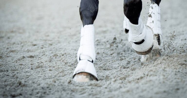 What is the Best Joint Health Product for my Horse?