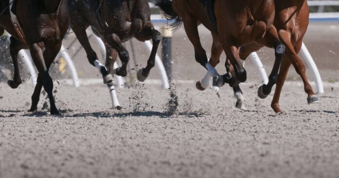 racingfeet Race horse legs on US race track. Race-day Lasix reform