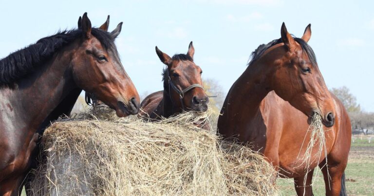 Feed Balancers: Much More Than Simple Nutrition