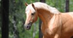 Palomino horse. Snorting and chewing helps horses calm down when stressed.