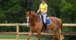 Woman riding chestnut horse. The Engagement Zone