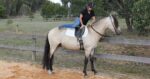 Kate Fenner mounting a buckskin horse from the fence. Hips to the Fence for Safe Mounting.