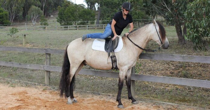 Kate Fenner mounting a buckskin horse from the fence. Hips to the Fence for Safe Mounting.
