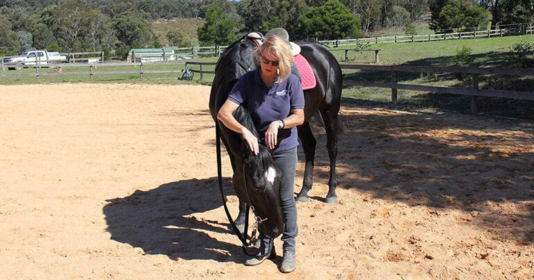 Horse Training Course: Part 4 The ‘Head Down’ Lesson Made Easy