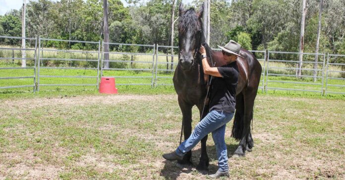 1706 Starting Romeo Shoulder Control feature image Woman working Friesian horse from ground. Starting Romeo Part 4 Shoulder Control