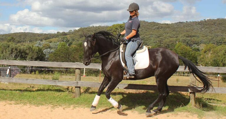 Horse Training Course: Part 6 Learning to Give Part 2