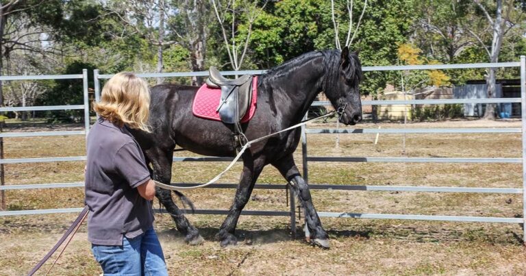 Horse Training Course: Part 8 Long-Reining Part 2