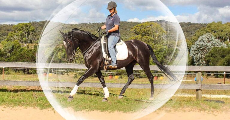 The Confident Horse