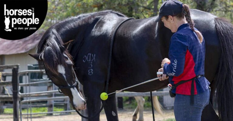 Targeting your horse’s core strength